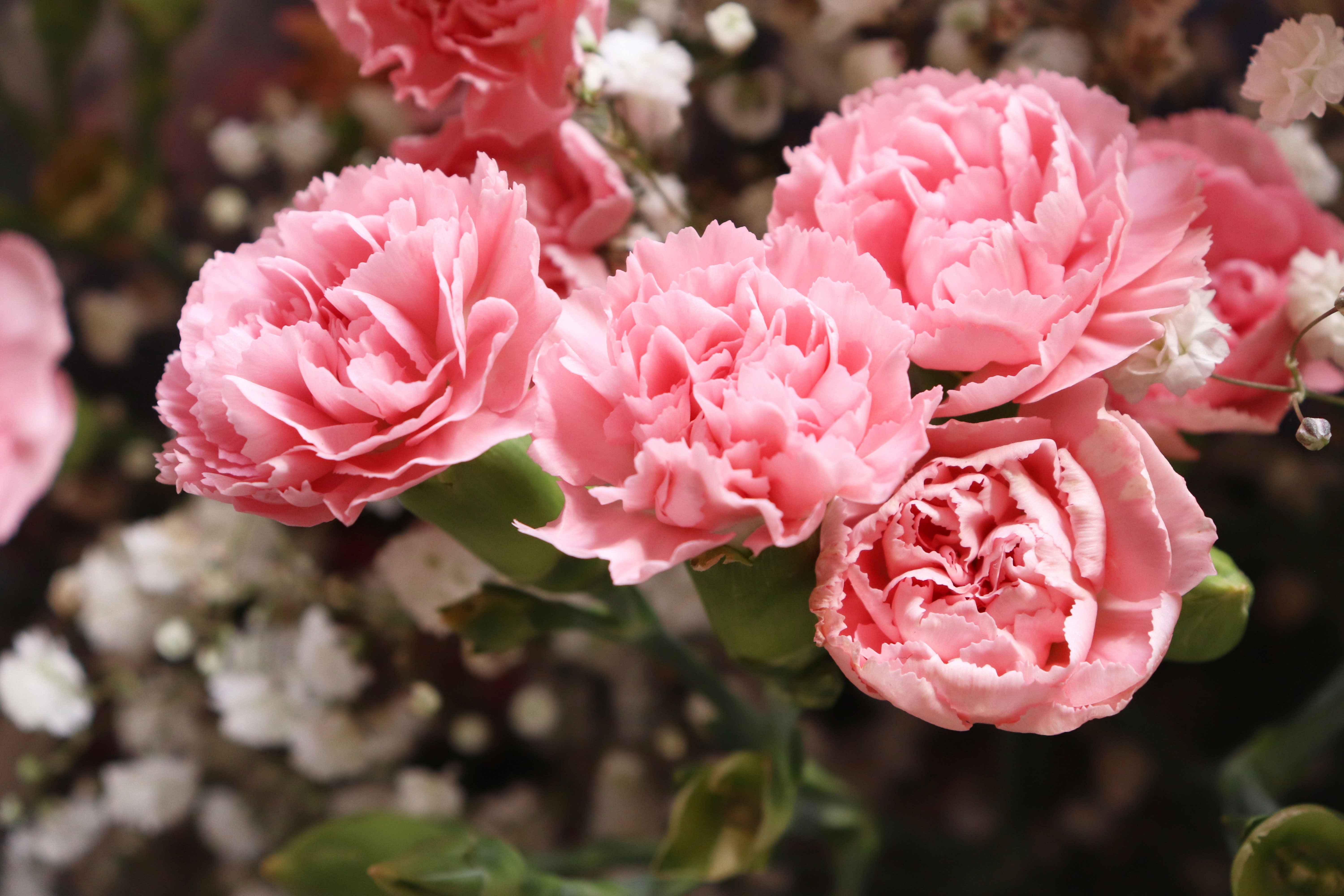 Pink Peonies