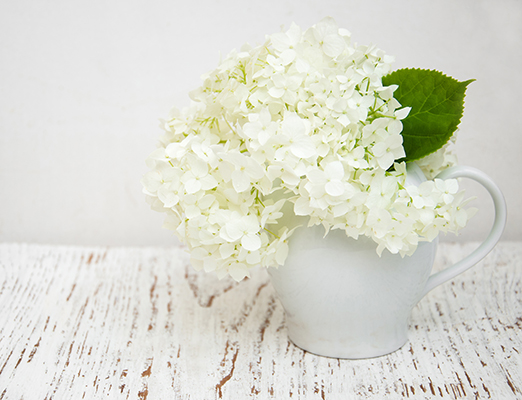 White Hydrangea