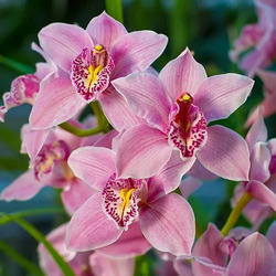 Boat Orchids (Cymbidium)
