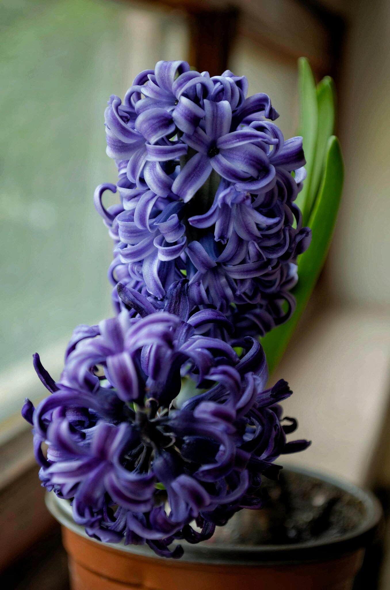 Hyacinths Flowers
