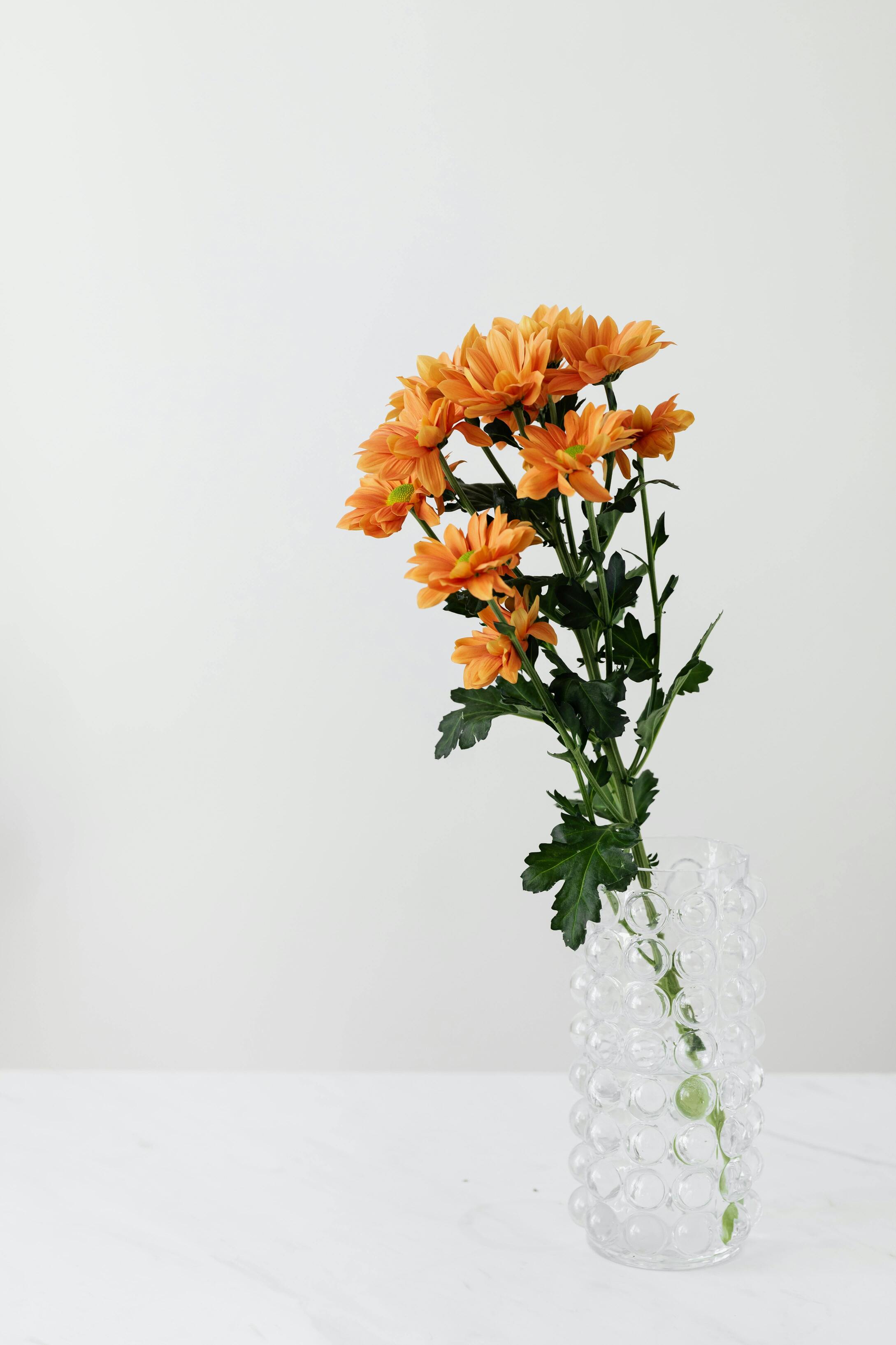 Chrysanthemum Flowers for Gifting