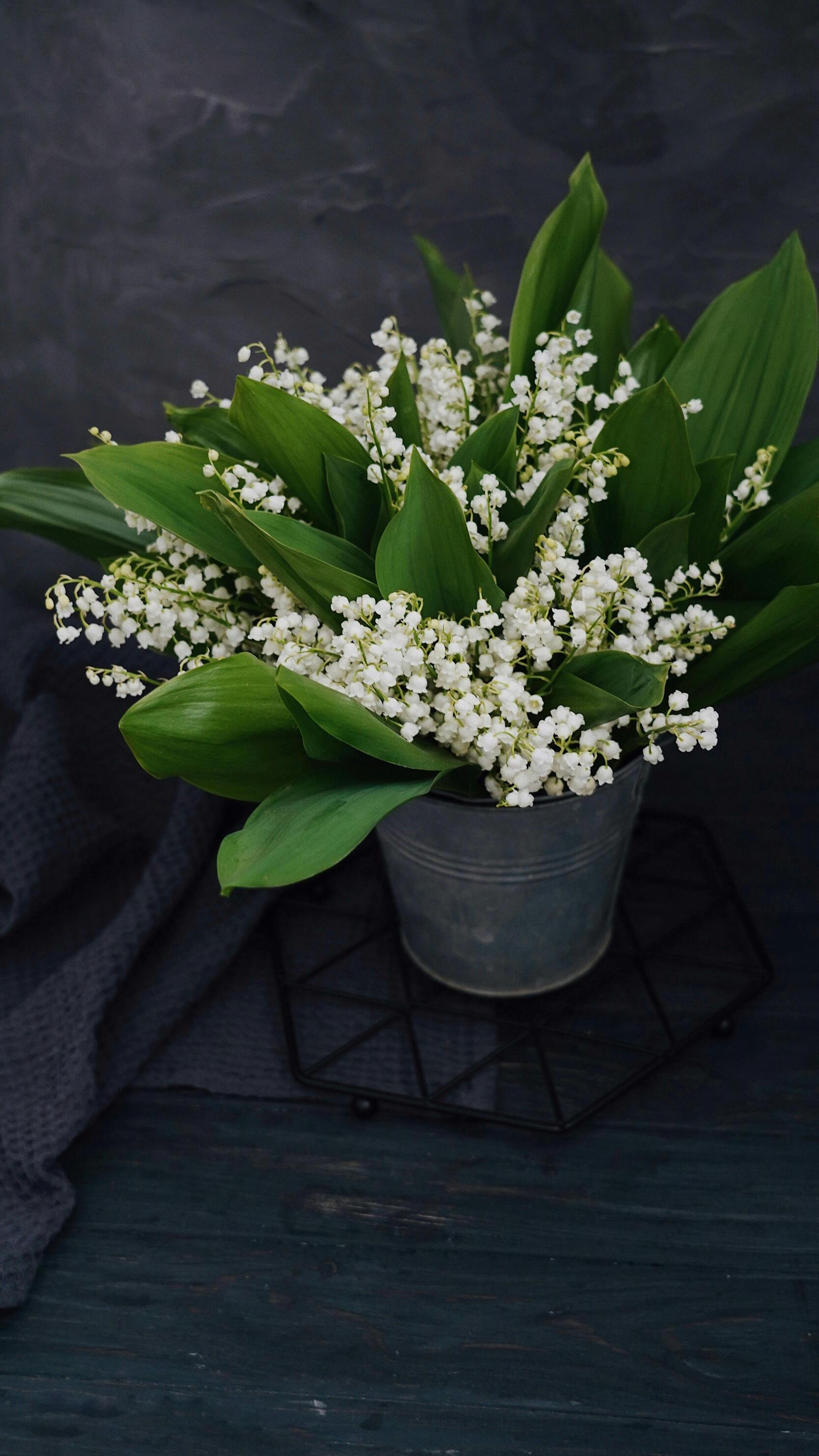 Lily of Valley Flower for Gifting