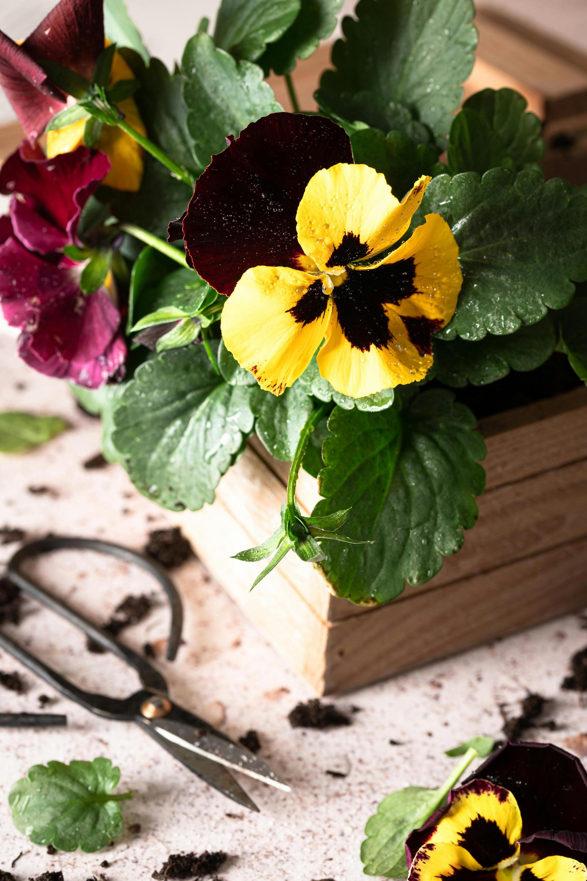 Pansy Flowers for Gifting