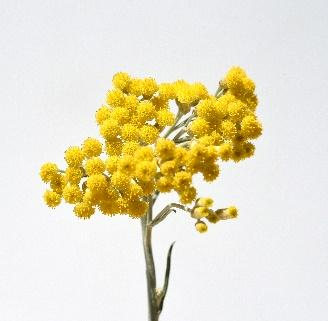 Helichrysum